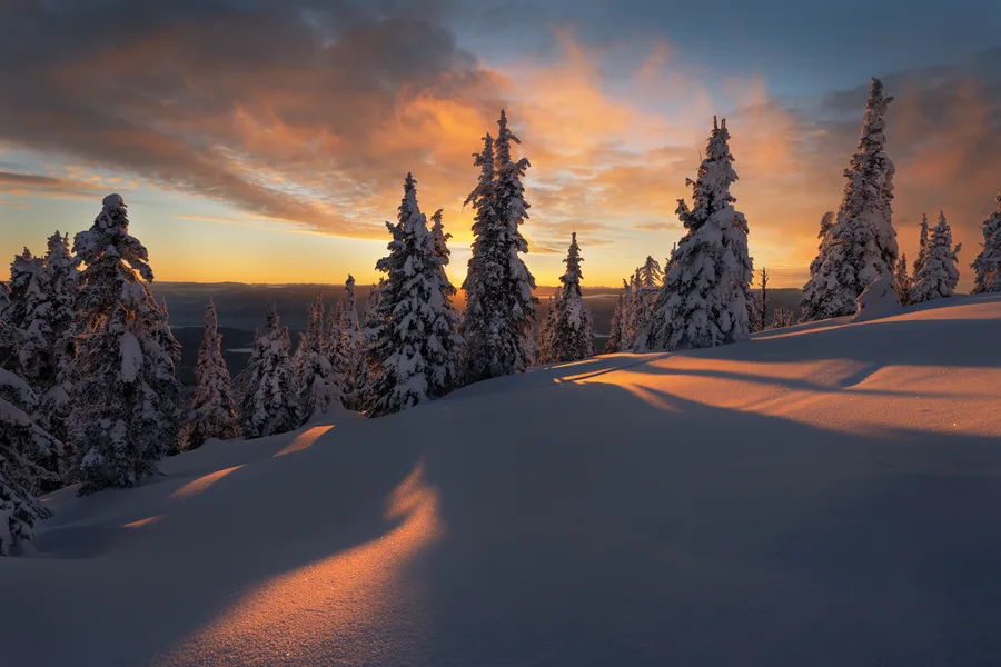Curving snowdrift and winter trees lit by warm sunset.
