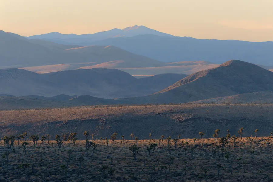 Scattered branching trees and low scrub cover a desert foreground beneath overlapping mountain ridges, with warm light grazing the slopes and distant peaks fading into blue haze under a pale peach sky.