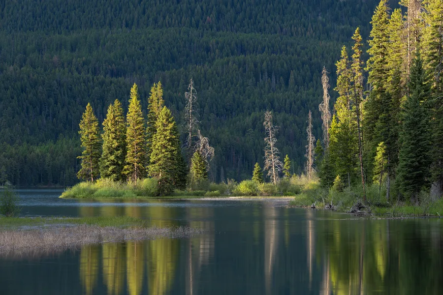 A quiet lake bordered by forest and trees.
