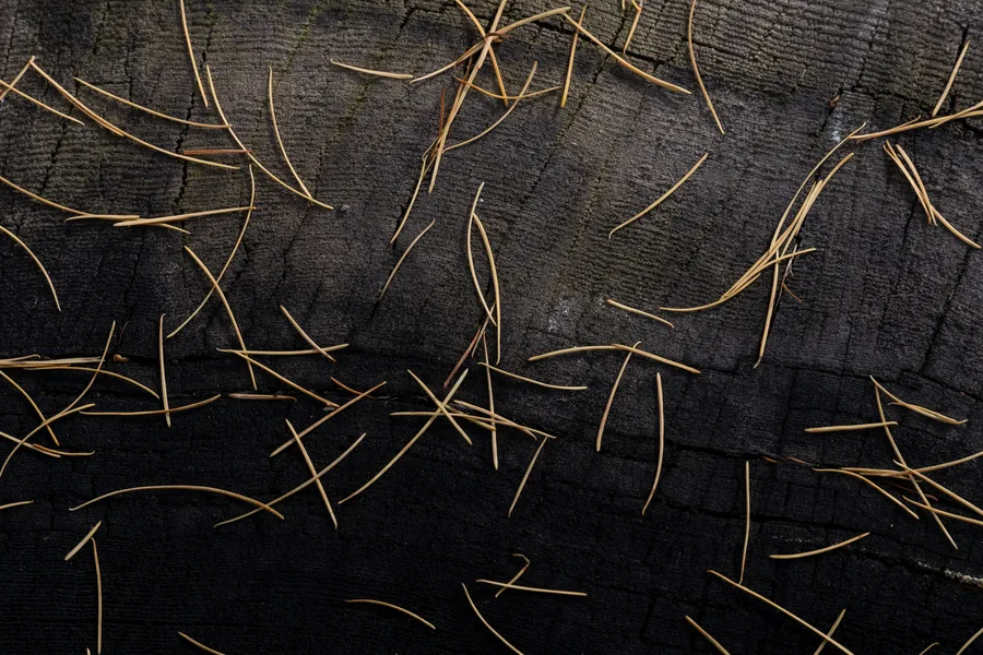 Fallen pine needles form delicate lines across dark ground.
