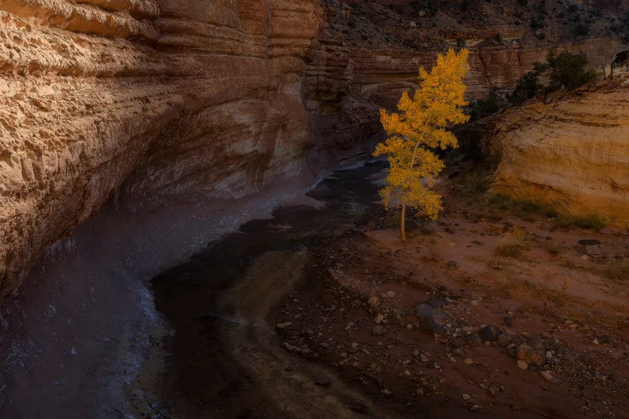 A tree with golden yellow leaves stands beside a winding creek beneath layered canyon walls, with sunlight illuminating the upper left rock face while shadows cover the water and stony banks.