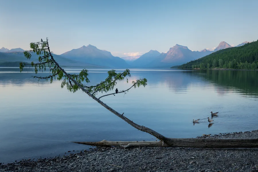 Calm mountain lake with a leaning tree and blue water.
