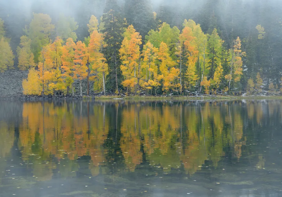 Yellow and orange trees line a rocky lakeshore, reflected in gently rippling water, while mist softens the dark evergreen forest behind them and scattered leaves float above submerged foreground rocks.