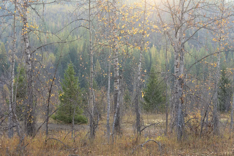 A forest with layers of trees and foliage touched by soft light.