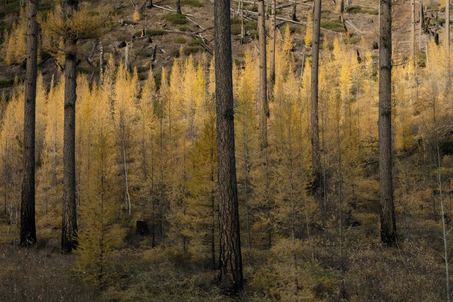 Tall golden larches stand in a quiet autumn forest.