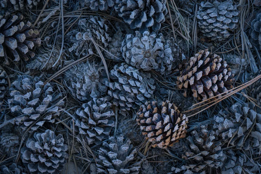 Frost coats the open scales of scattered pine cones among tangled needles and twigs, seen directly from above in cool blue-gray light with patches of warm brown.