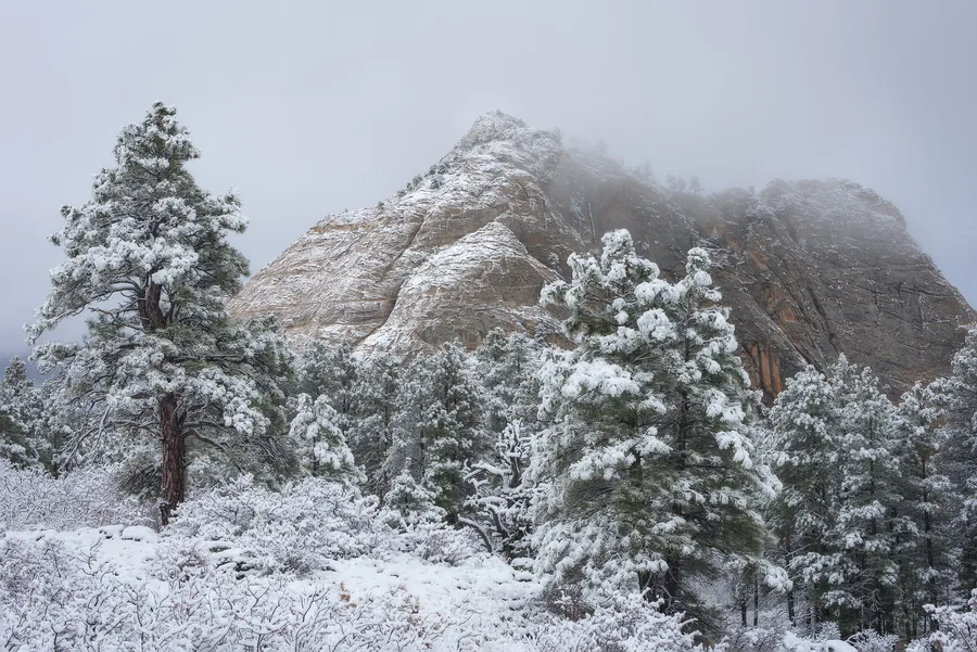 Fresh snow on red sandstone cliffs and evergreen trees.