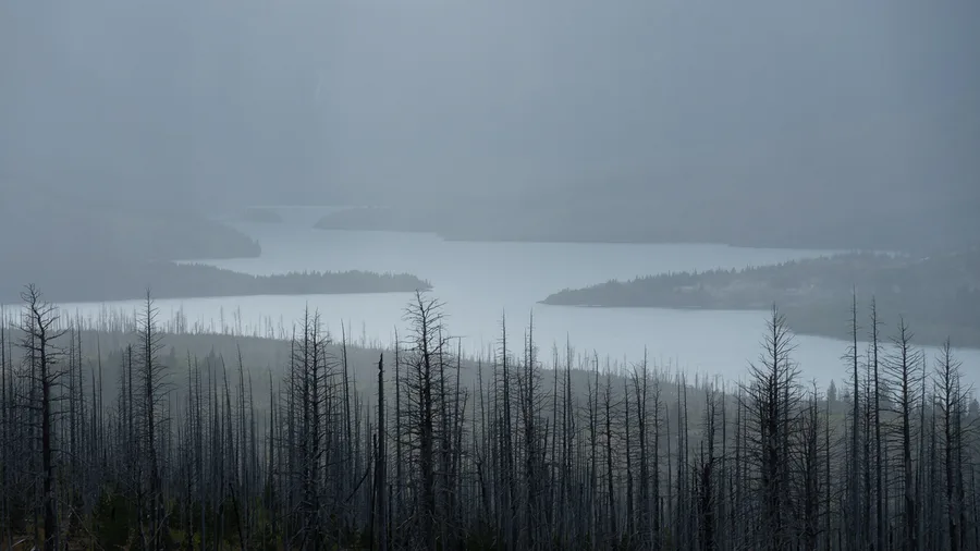 A quiet lake bordered by a natural shoreline in soft mist.
