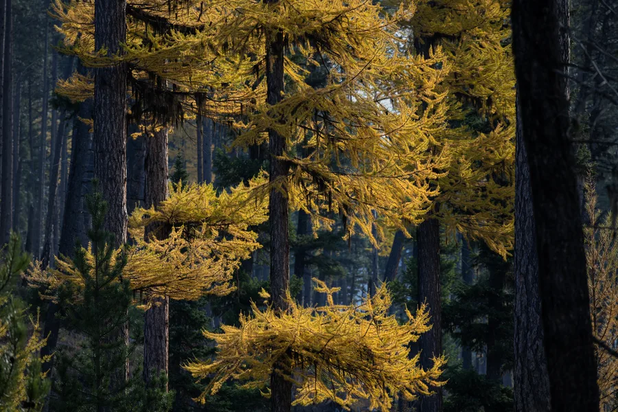 An evergreen forest with layers of trees and foliage.