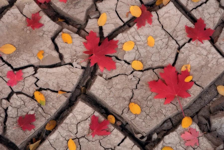 Red and yellow autumn leaves scattered across cracked mud.