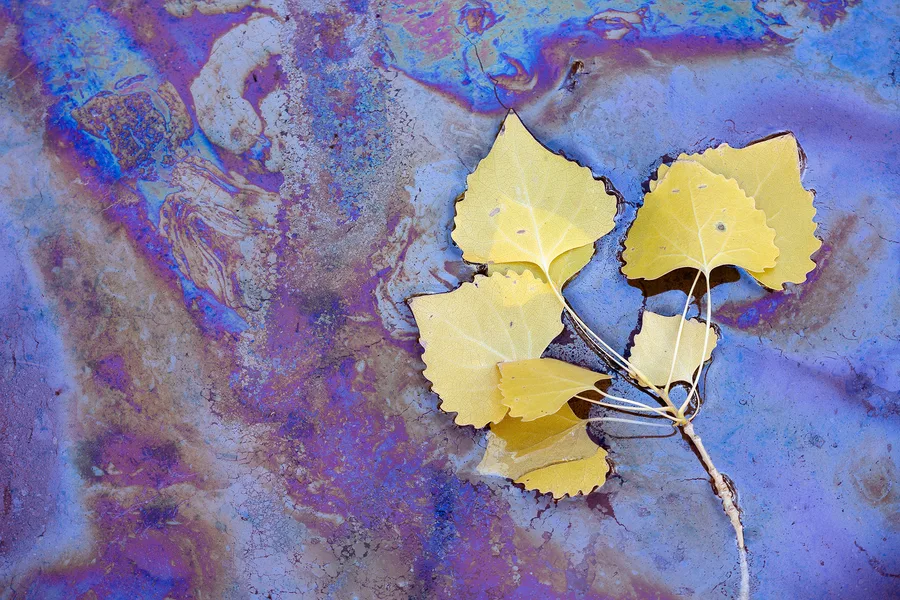 Yellow aspen leaves on a colorful purple and blue rock surface.