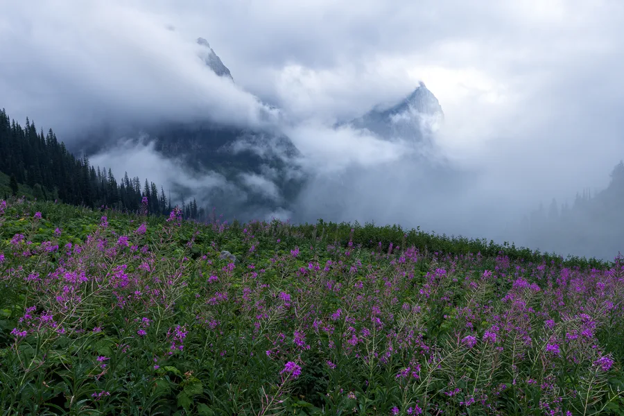 Wildflowers spread across a meadow beneath mountains and a cloudy sky.