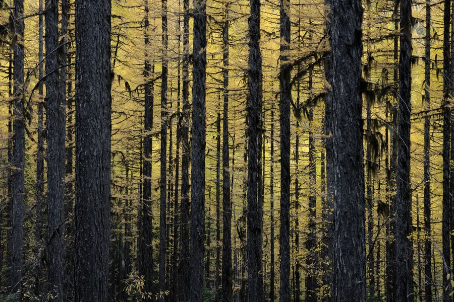 A forest with layers of trees and foliage.