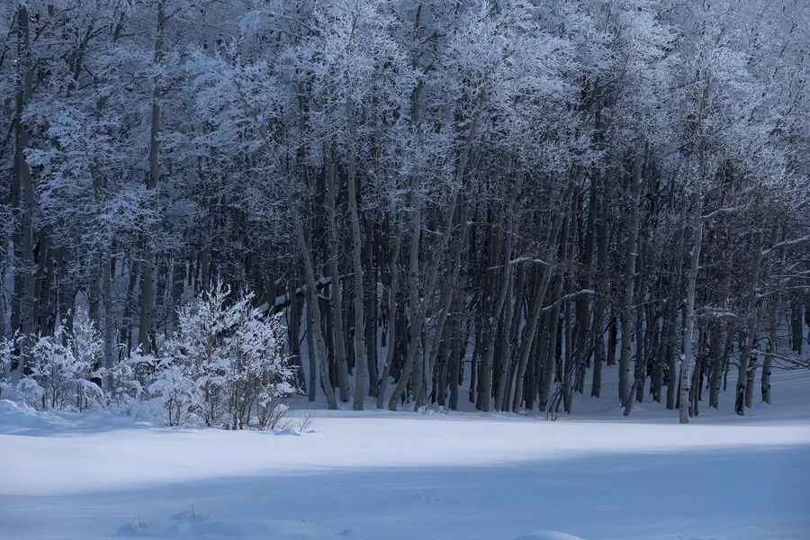 A dense grove of bare trees with frost-coated branches rises behind an unbroken blanket of snow, with sunlit shrubs at the left and broad blue shadows stretching across the foreground.