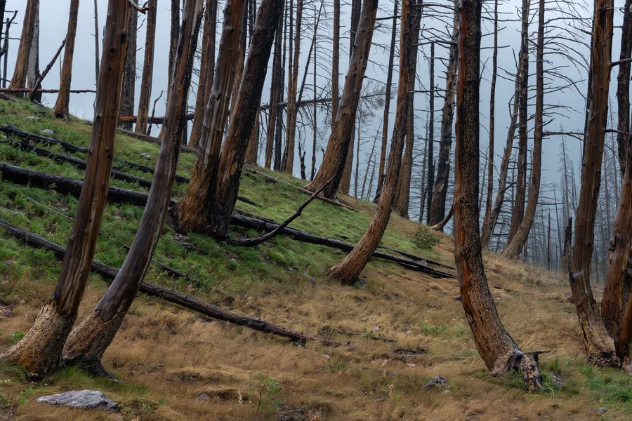 Burned forest trunks leaning through a quiet green woodland.