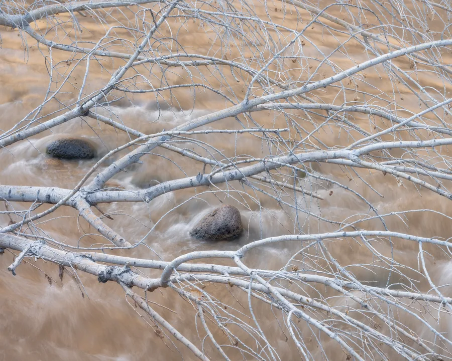 A dead tree leans over a river which creates ripples and colors and contrast of motion and static objects
