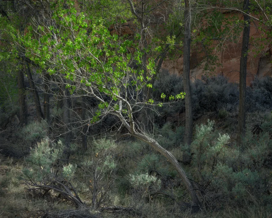 a lone cottonwood tree leans into the fading sunlight