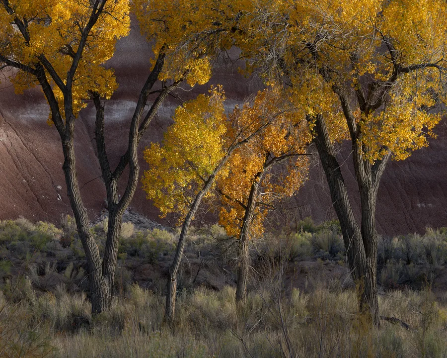 Trees with dark, deeply ridged trunks and golden yellow leaves stand among low shrubs and grasses, their sunlit foliage contrasting with a reddish brown slope crossed by a pale horizontal band.
