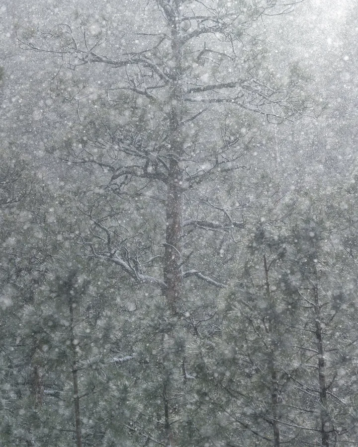 Heavy snow falls through a dense stand of evergreen trees, partially obscuring a tall central trunk and spreading, snow-lined branches amid layers of muted green needles and gray woodland.