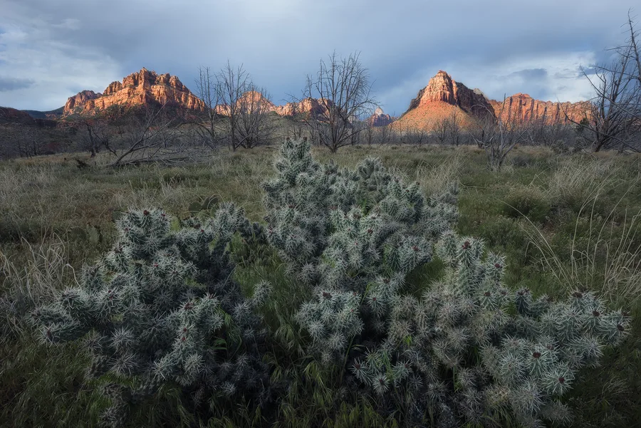 Desert cactus and sagebrush below red rock cliffs at dusk.