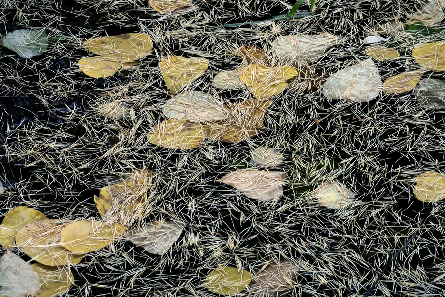 Foliage, wood, and organic textures create an intimate landscape detail.