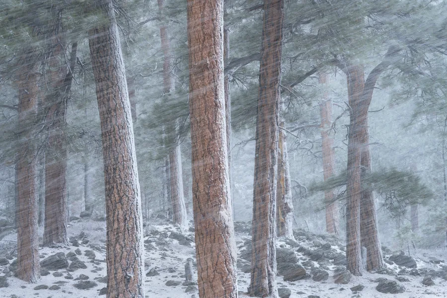 Tall pine trunks rise above a rocky, snow-covered forest floor as windblown snow streaks diagonally through green branches, partially obscuring the trees behind them.