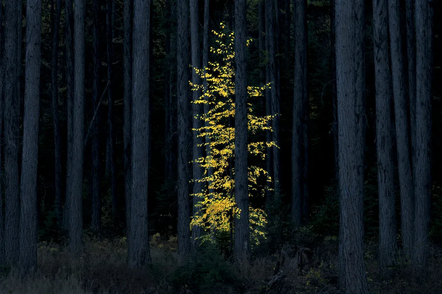 A misty forest with layers of trees and foliage.