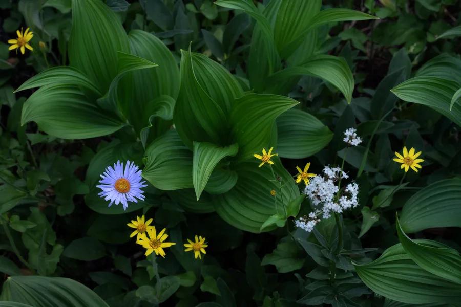 Colorful wildflowers and foliage fill a natural landscape.