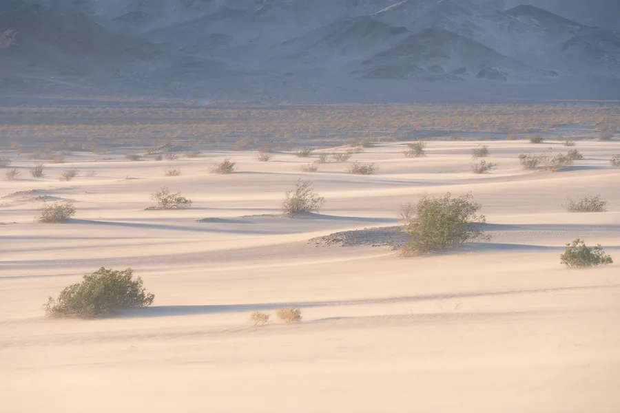 Scattered desert shrubs cast long shadows across pale, rippled sand, with low dunes and hazy bands of windblown sand stretching toward dark, rocky mountains in the background.