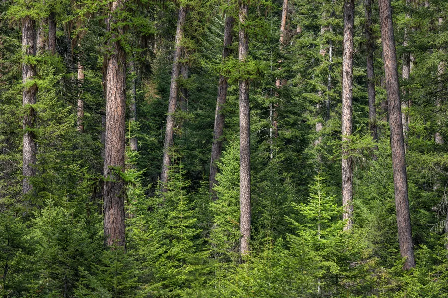 Dense green forest with mossy ground and tall tree trunks.