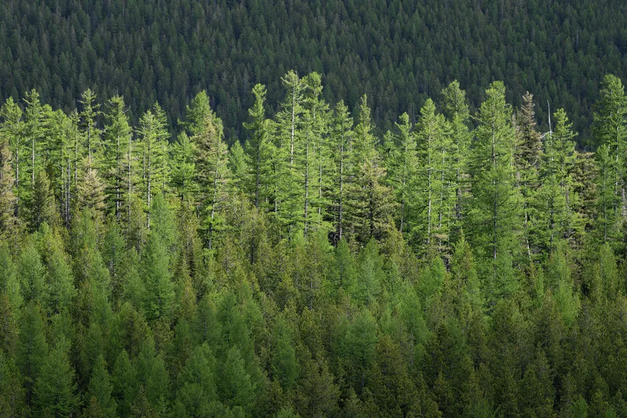 An evergreen forest with layers of trees and foliage.