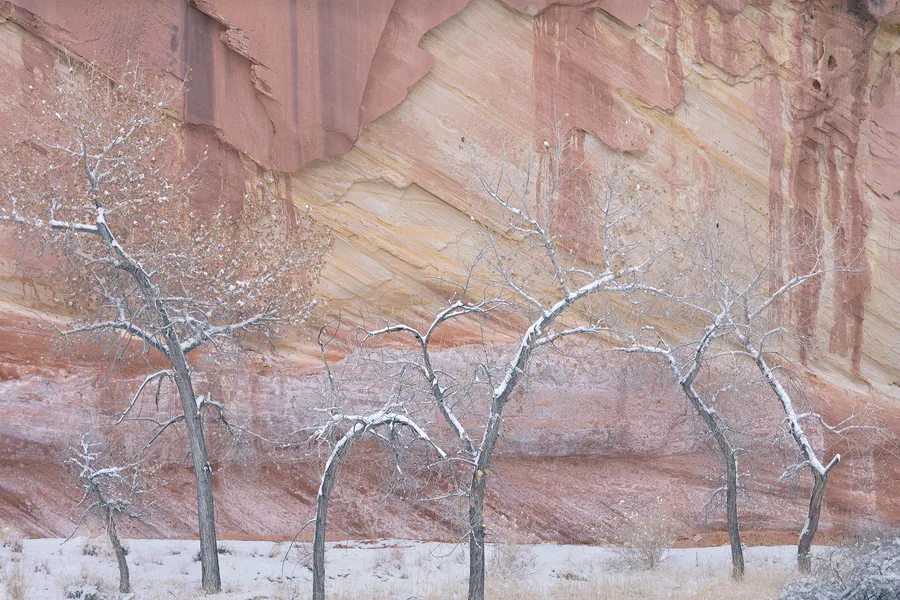 Snow rests on the twisting branches of mostly bare trees beneath a sandstone cliff, where broad pink and cream bands angle across the rock above a lightly snow-covered floor.