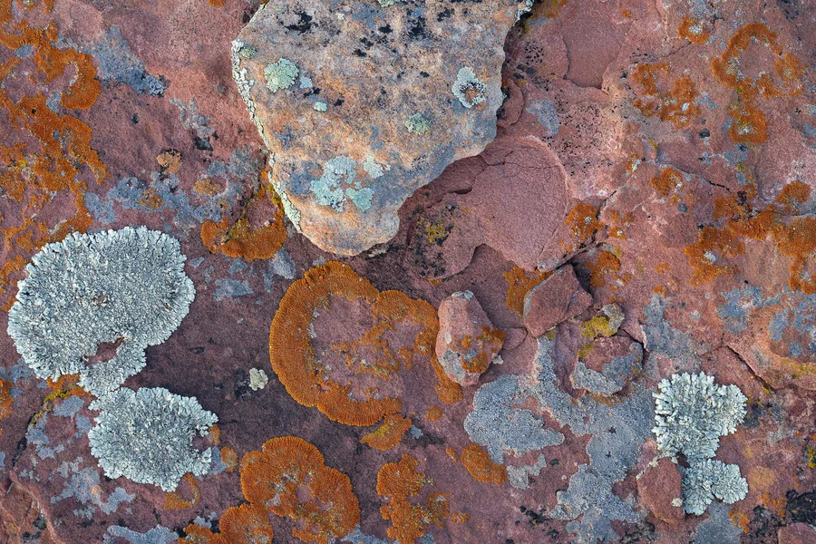 Orange and pale gray-green lichens form rounded patches across reddish rock, with cracked surfaces, overlapping stone fragments, and finely textured growth filling the close-up view.