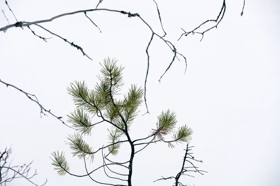 Minimal winter pine branch against white snow.