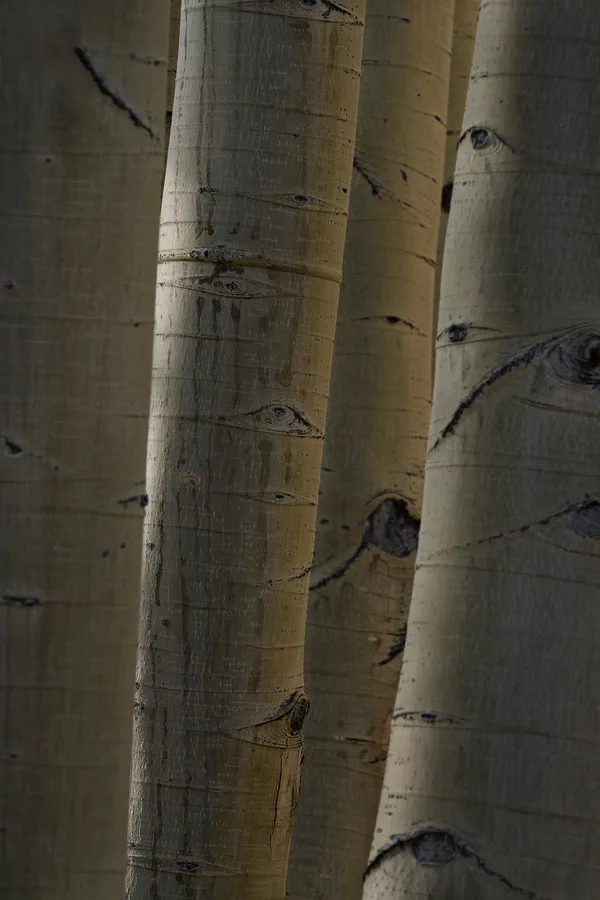 Closely spaced tree trunks fill the frame, their smooth gray and tan bark marked by dark, eye-shaped knots, thin horizontal scars, and vertical streaks in subdued light.