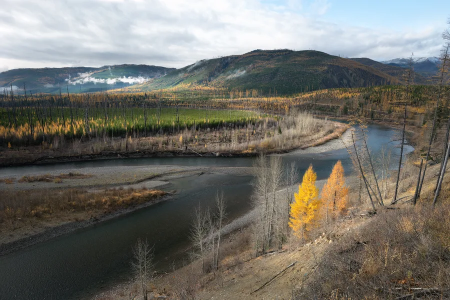 A winding river passes through a broad valley of golden larches.