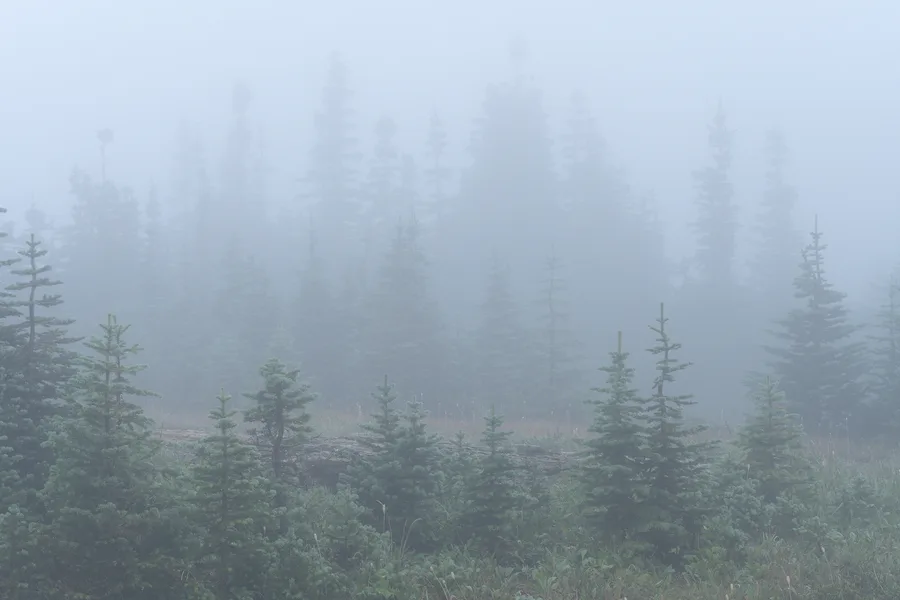 A misty evergreen forest with layers of trees and foliage.