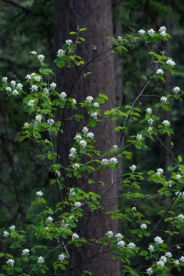 Colorful wildflowers and foliage fill a natural landscape.
