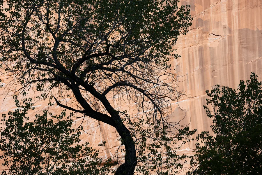 A broad tree silhouette stands against a luminous canyon wall.