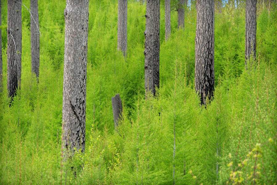 A forest with layers of trees and foliage.