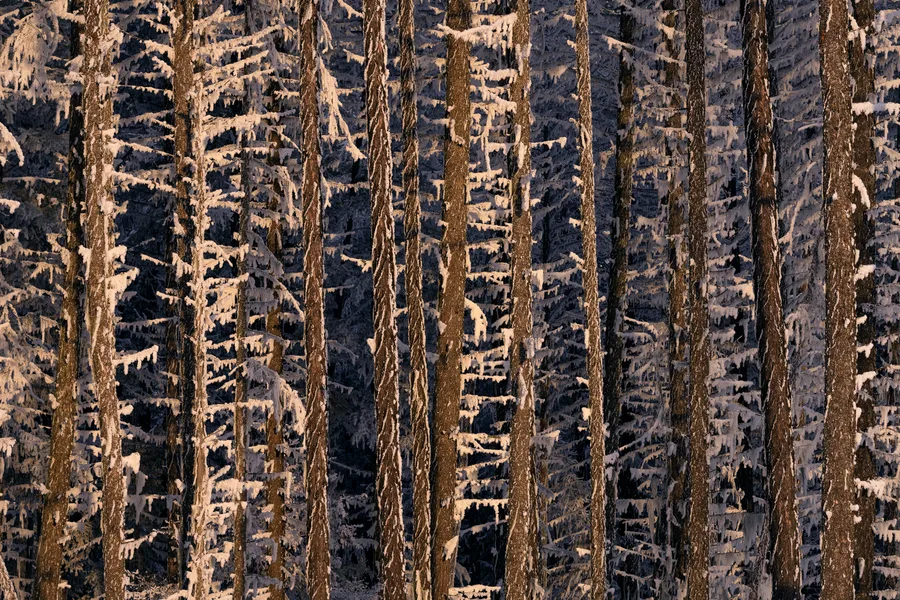 Warm sunlight touches rows of frost-covered trees.