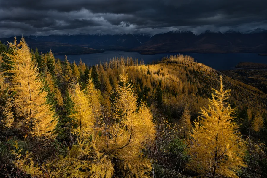 Golden larches glow beneath dark storm clouds in a mountain forest.