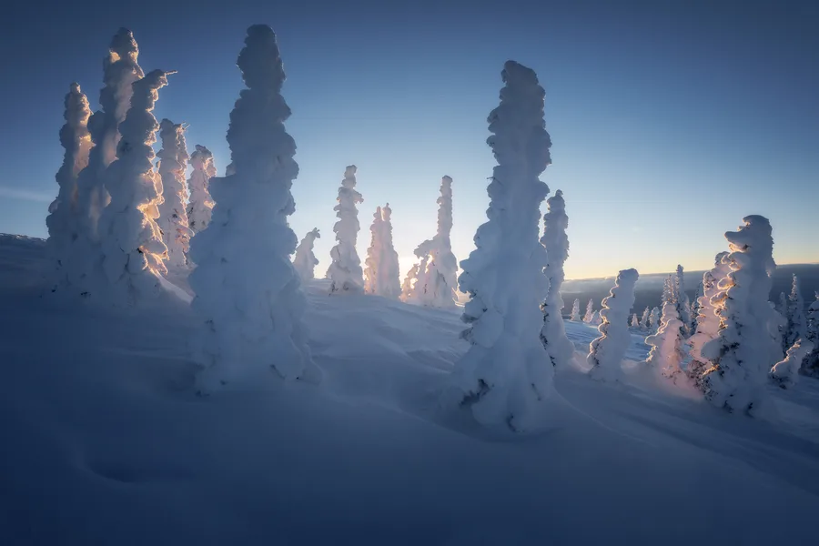 Snow ghost trees glowing against blue winter light.