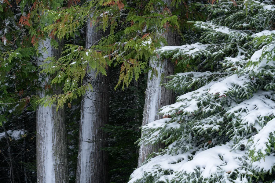 A snow-covered forest with layers of trees and foliage.