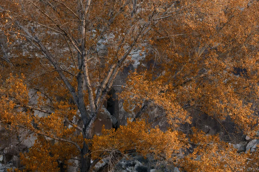 Golden autumn foliage glows on a tree above shadowed rocks.