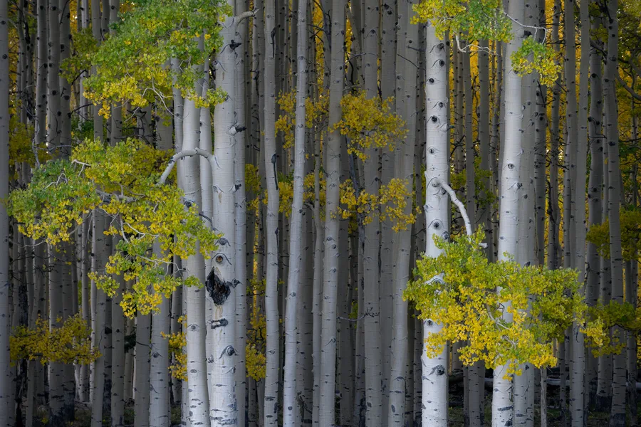 White aspen trunks and green-yellow leaves in a dense forest.