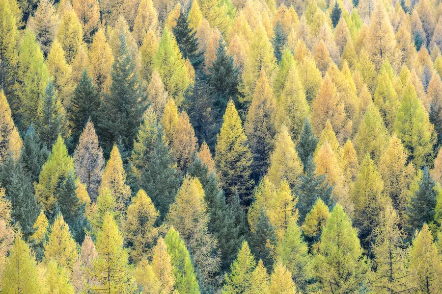 A close landscape study of autumn foliage, branches, and natural textures.