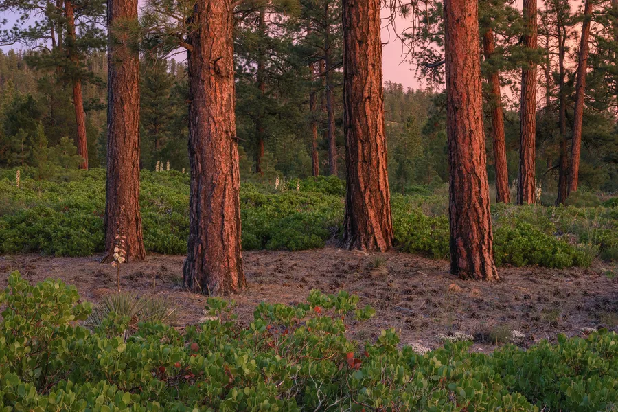 Ponderosa forest with warm red trunks and green groundcover.
