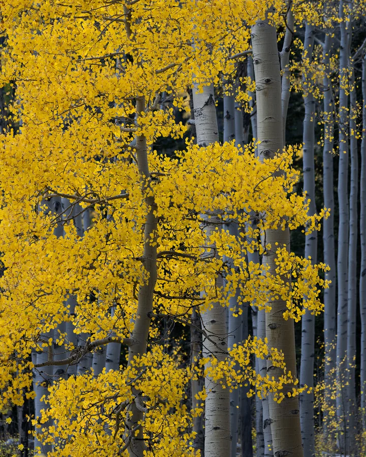 Golden aspen leaves and white trunks in a vertical forest scene.