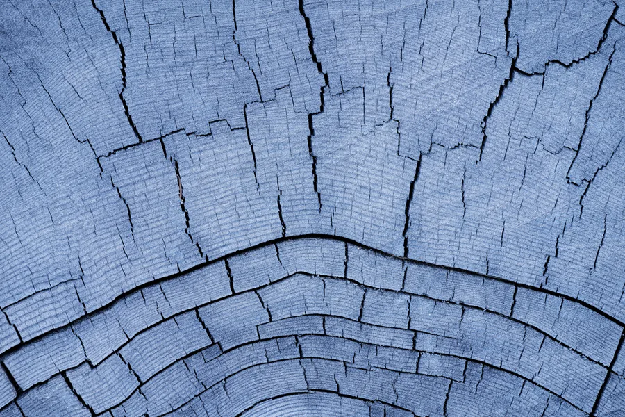 Concentric cracks radiate through the weathered surface of a tree stump.